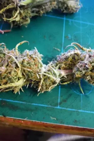 buy Girl Scout Cookies cannabis Australia